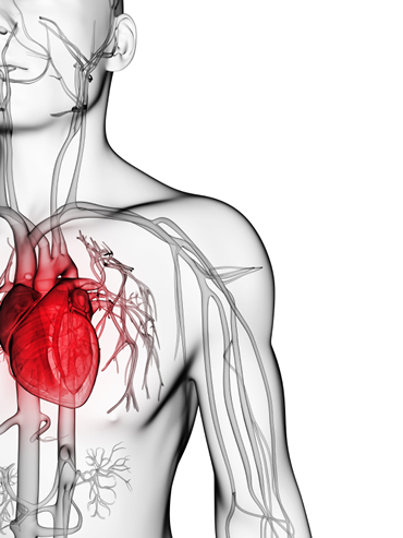 The heart and circulatory system